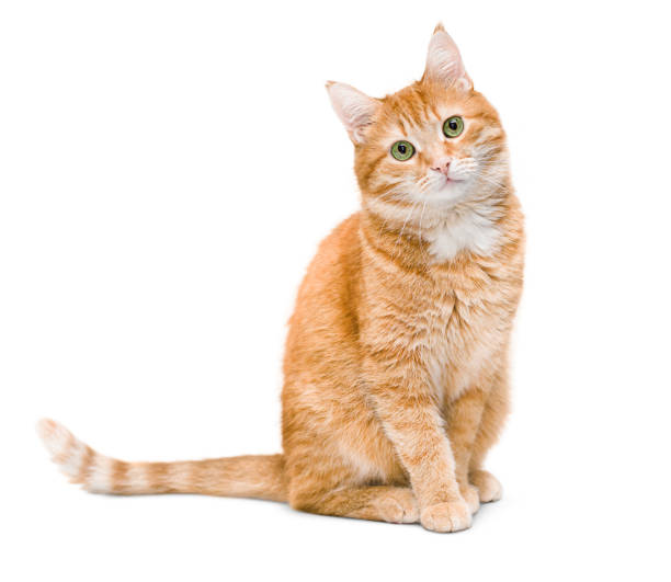 Pet Picture